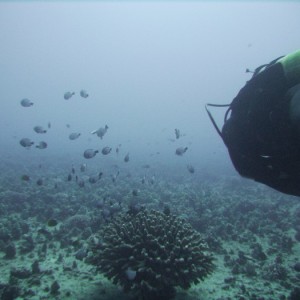 hawaii_underwater_223