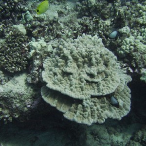 hawaii_underwater_234