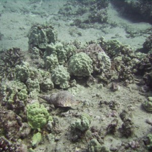 hawaii_underwater_245