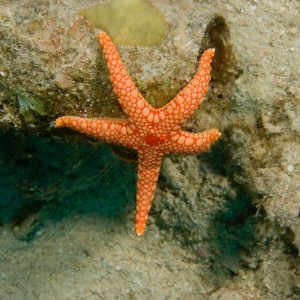 Pearl Sea Star (Fromia Monilis)