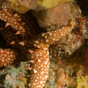Egyption Starfish (Gomophia egyptiaca)