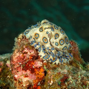 Blue Ringed Octopus PG, Philippines