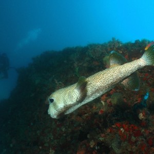 Porcupinefish on the Wreck of the Tracey