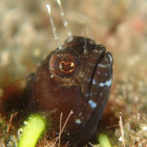 Salfin Blenny on the Wreck of the Scutti