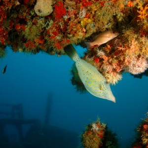 Sprawled Filefish on the Wreck of the Tracy
