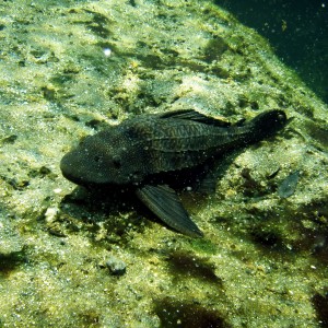 Sailfin Catfish in Blue Springs