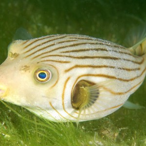 Narrow-Lined Puffer PG, Philippines