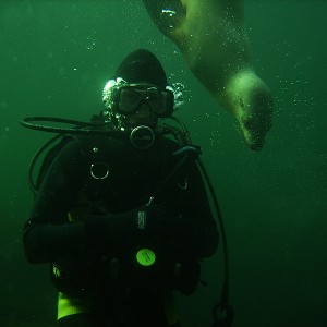Diving with Lions