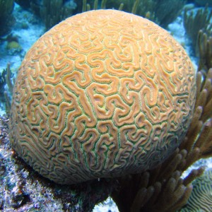 Brain Coral Bermuda