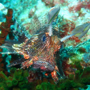 Lionfish frown