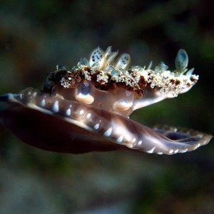 Upside Down Jellyfish Dumaguete, PI
