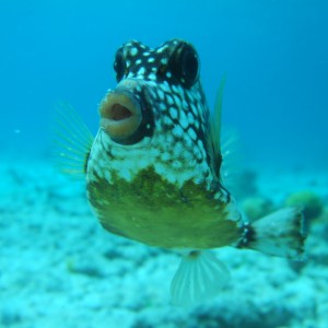Friendly trunkfish Bonaire 2008