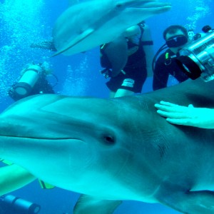 Summer 2007 Bahamas Dolphin Dive