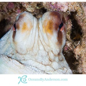 Grumpy octopus
