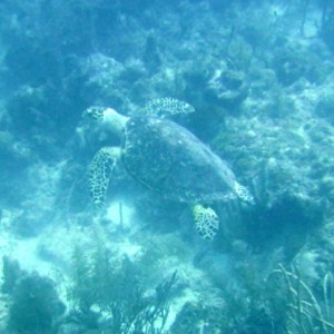 Startled Sea Turtle