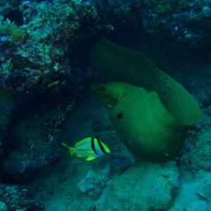 mid reef Green Moray