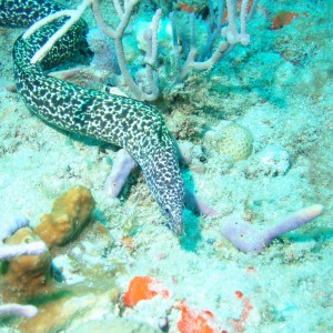 mid reef Spotted Moray