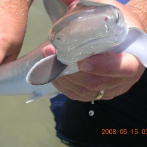 My lil Sand Shark
