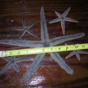 Star Fish I Found