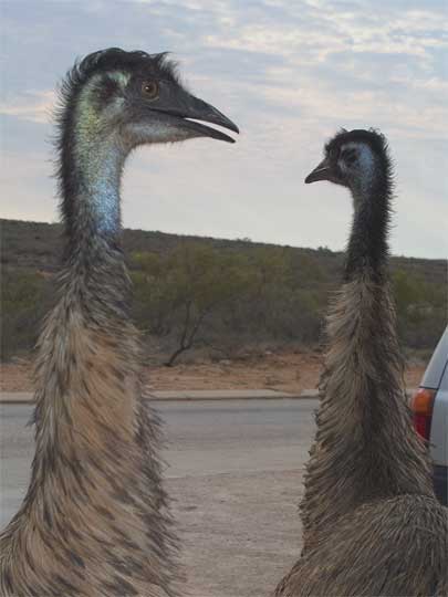 2 Emus