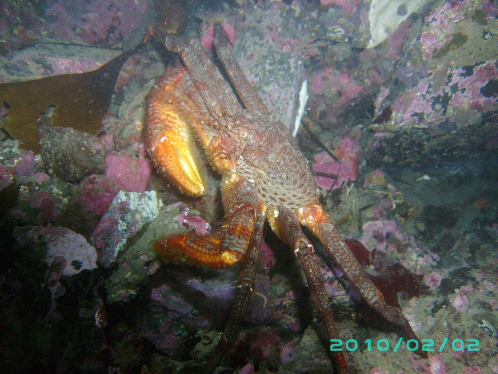 2010-02-02_05_Helmet_Crab