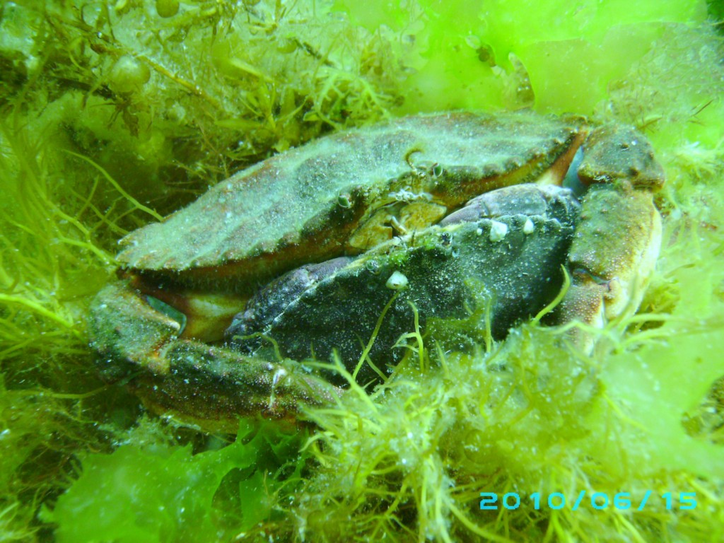 2010-06-15_08_Dungeness_Crab