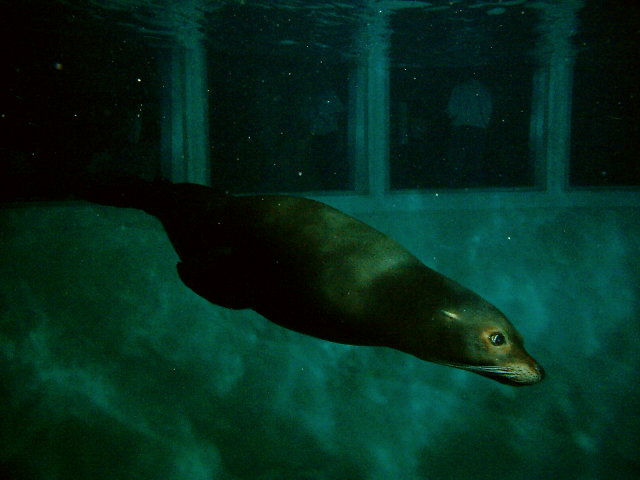 4/18/04 diving with sea lions