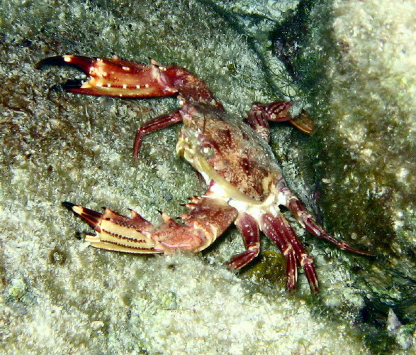 ___ Crab