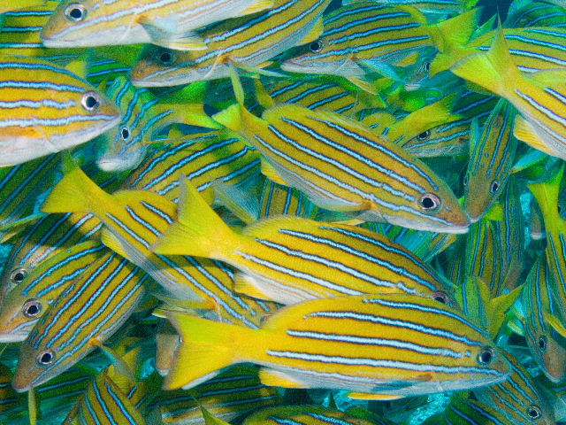 A dense school of fishes