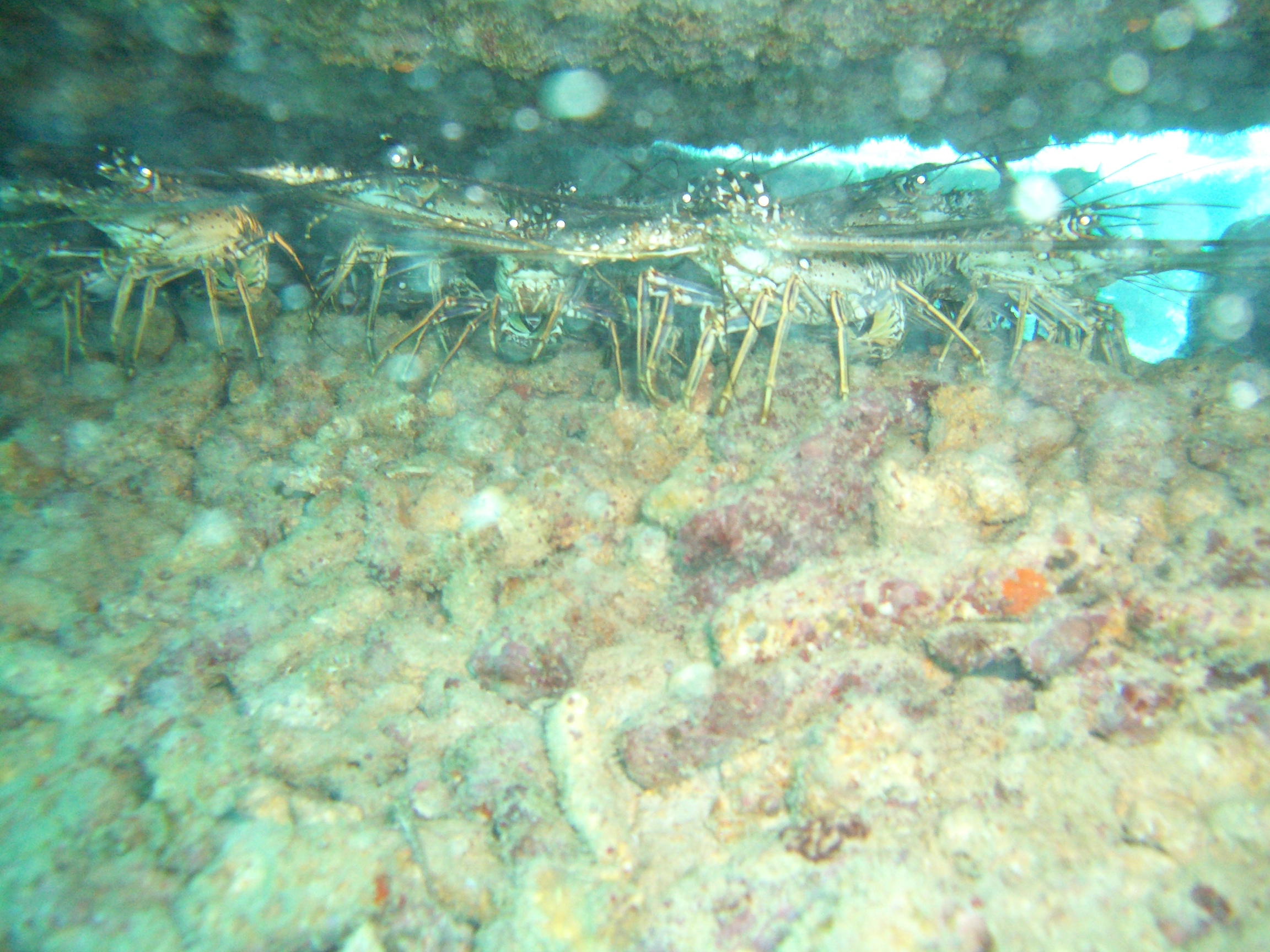 A family of Spiny Lobsters under the Wreck!