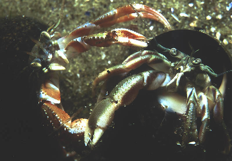 A pair of battling hermit crabs