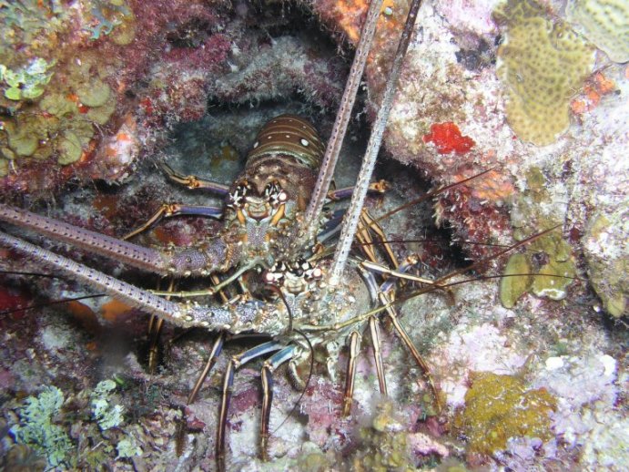 A Pair of Spiny Lobsters
