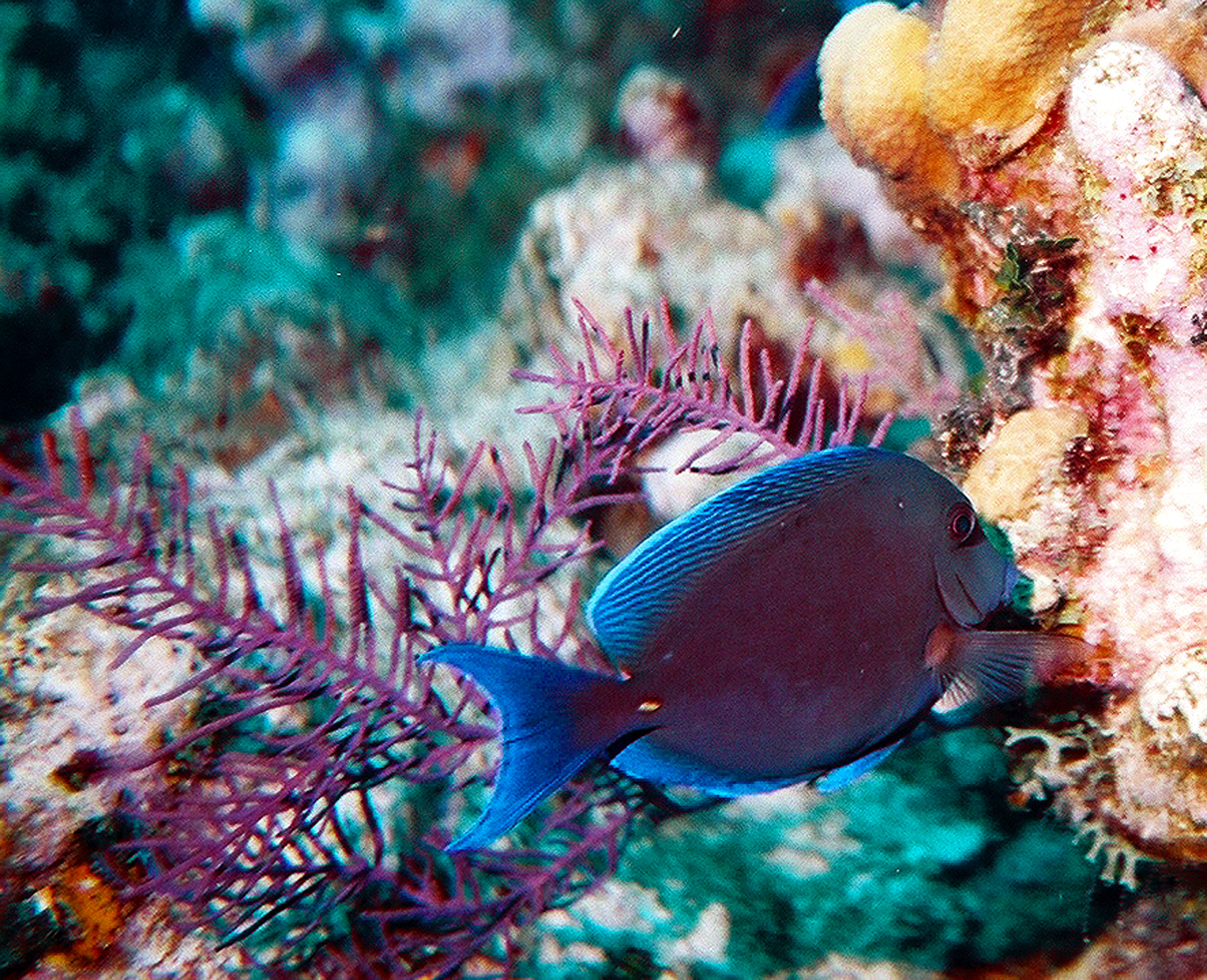A second shot from Grand Turk of a Blue Tang