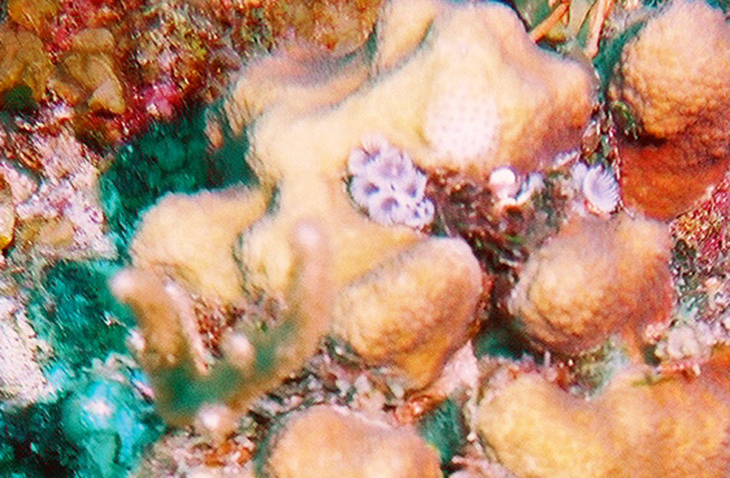 A second shot from Grand Turk of an Anemonie