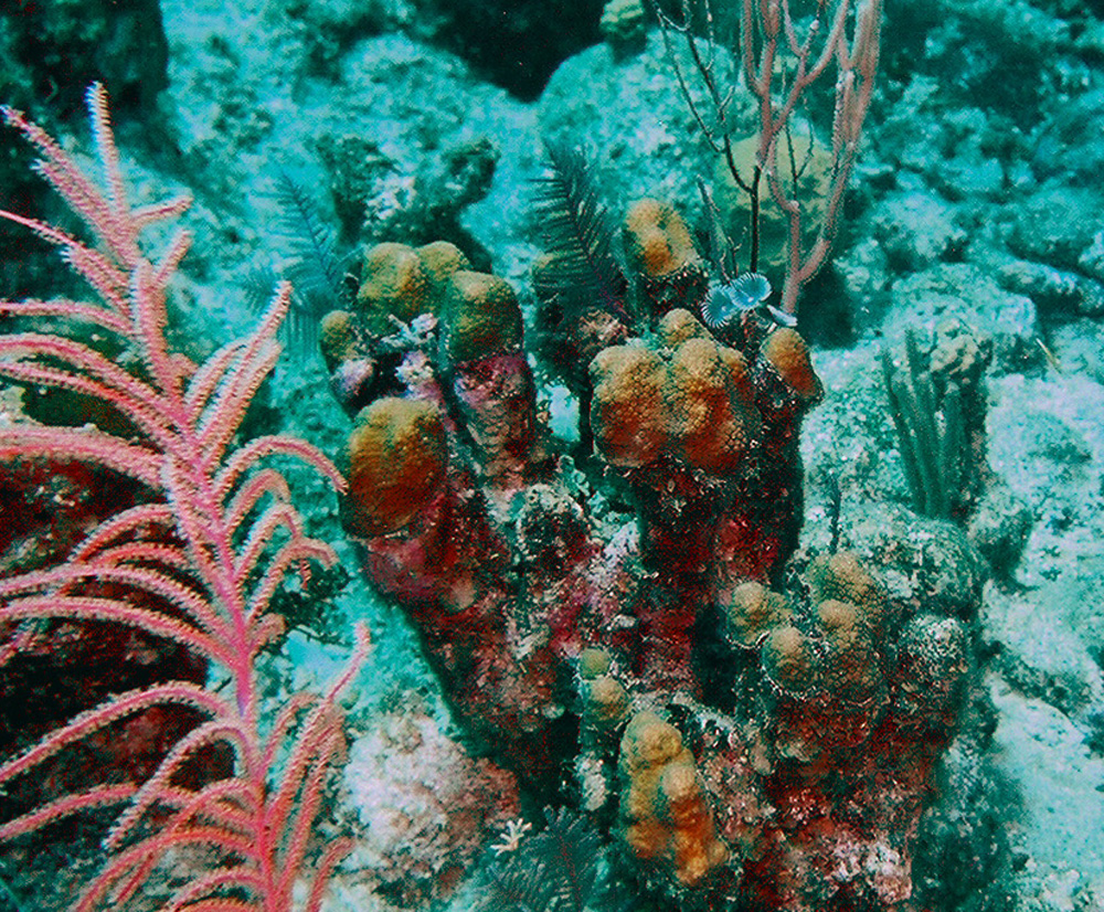 A shot from Grand Turk of an Anemonie