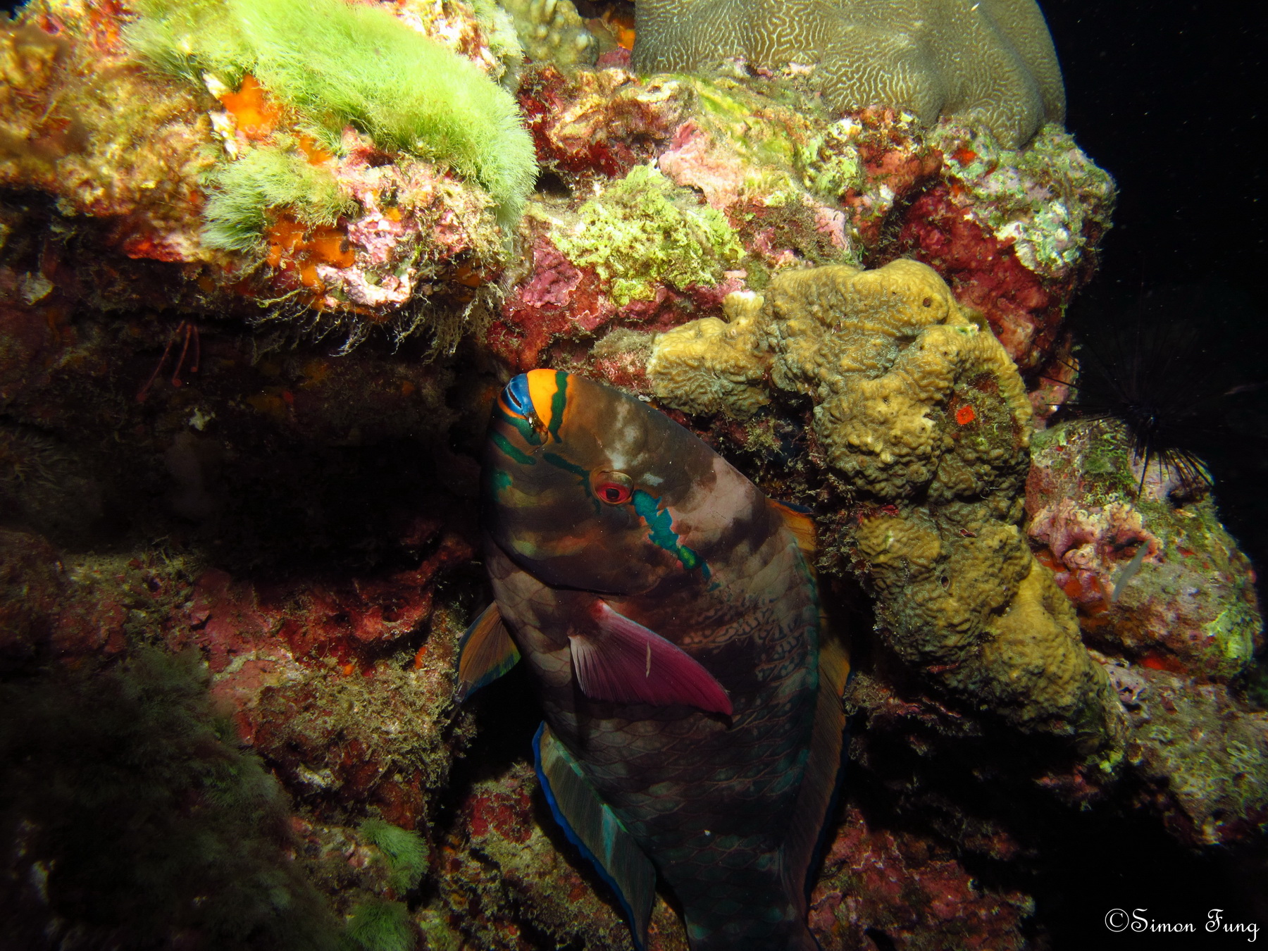 a sleeping swarthy parrotfish