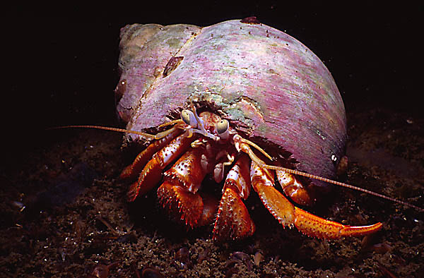 Acadian Hermit Crab