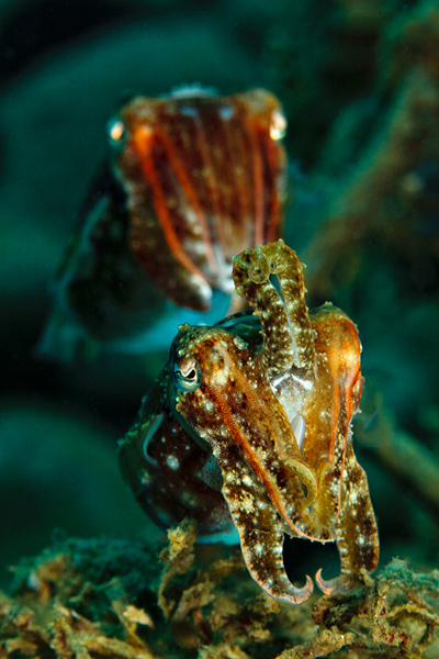 Ambon cuttlefish