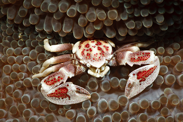 Ambon porcelain crab