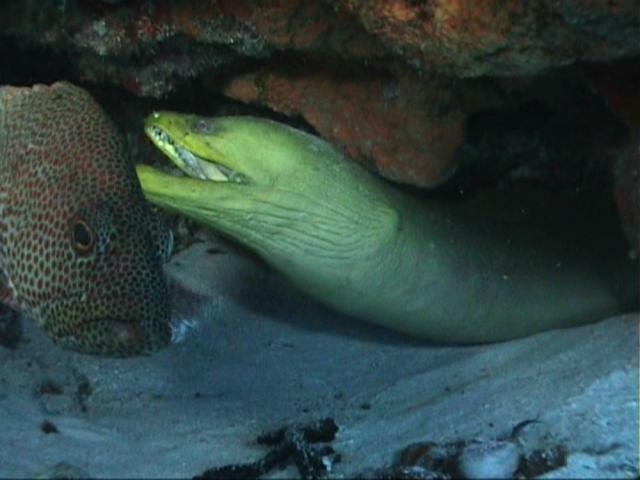 An eel and a friend!