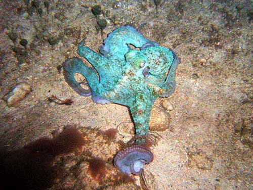 An Octopus at Paradise Reef