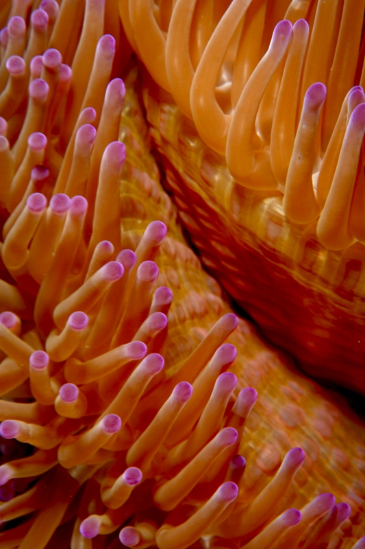 anemone abstract