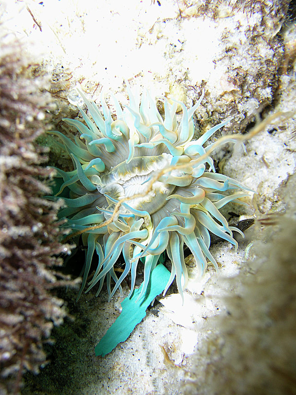 anemone - destin jetties