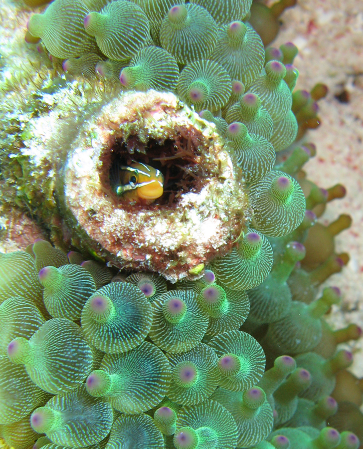 Anemone & fangtooth blenny