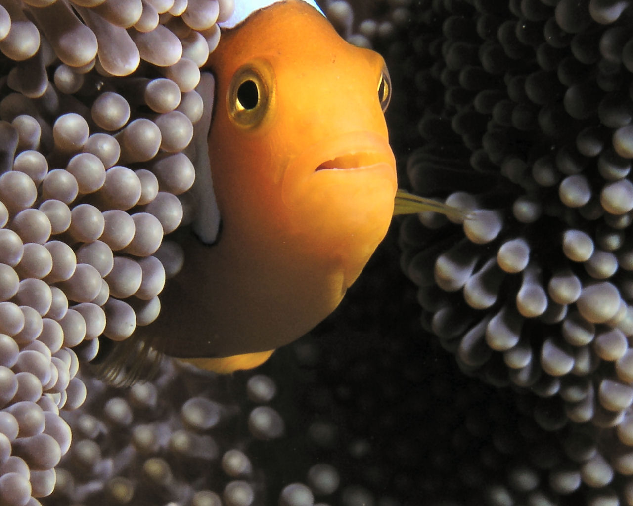 Anemone fish at every site