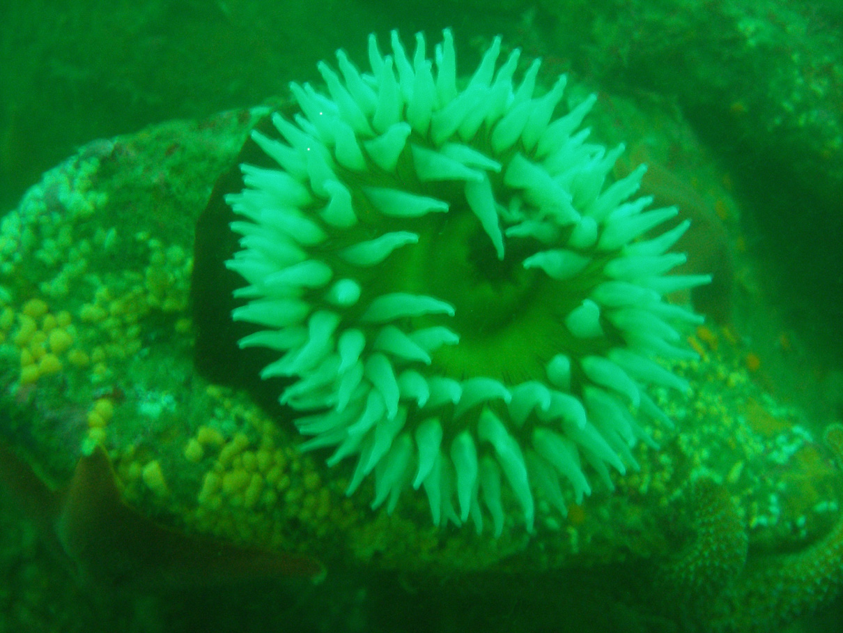 Anemone in natural light with green algae filter