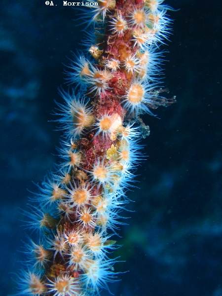 anenomes on kelp stalk
