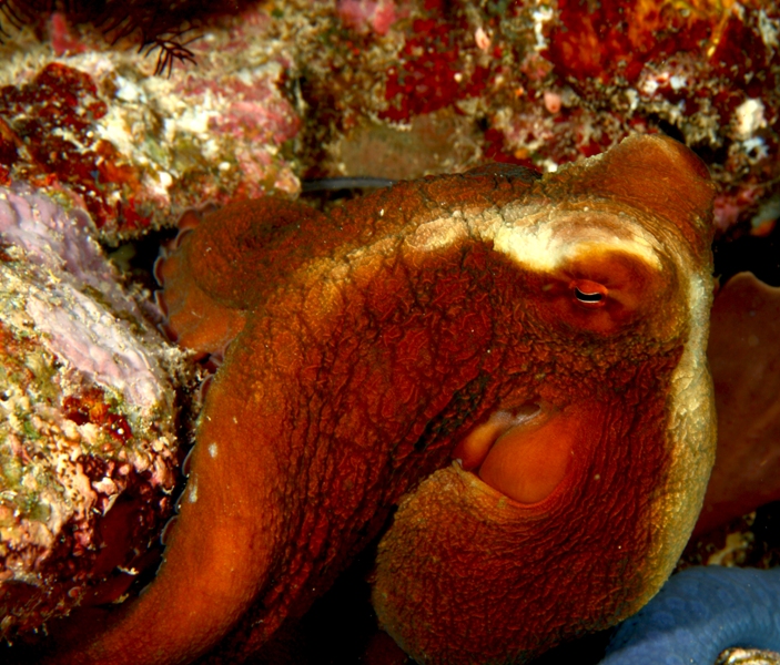 Angry reef octo