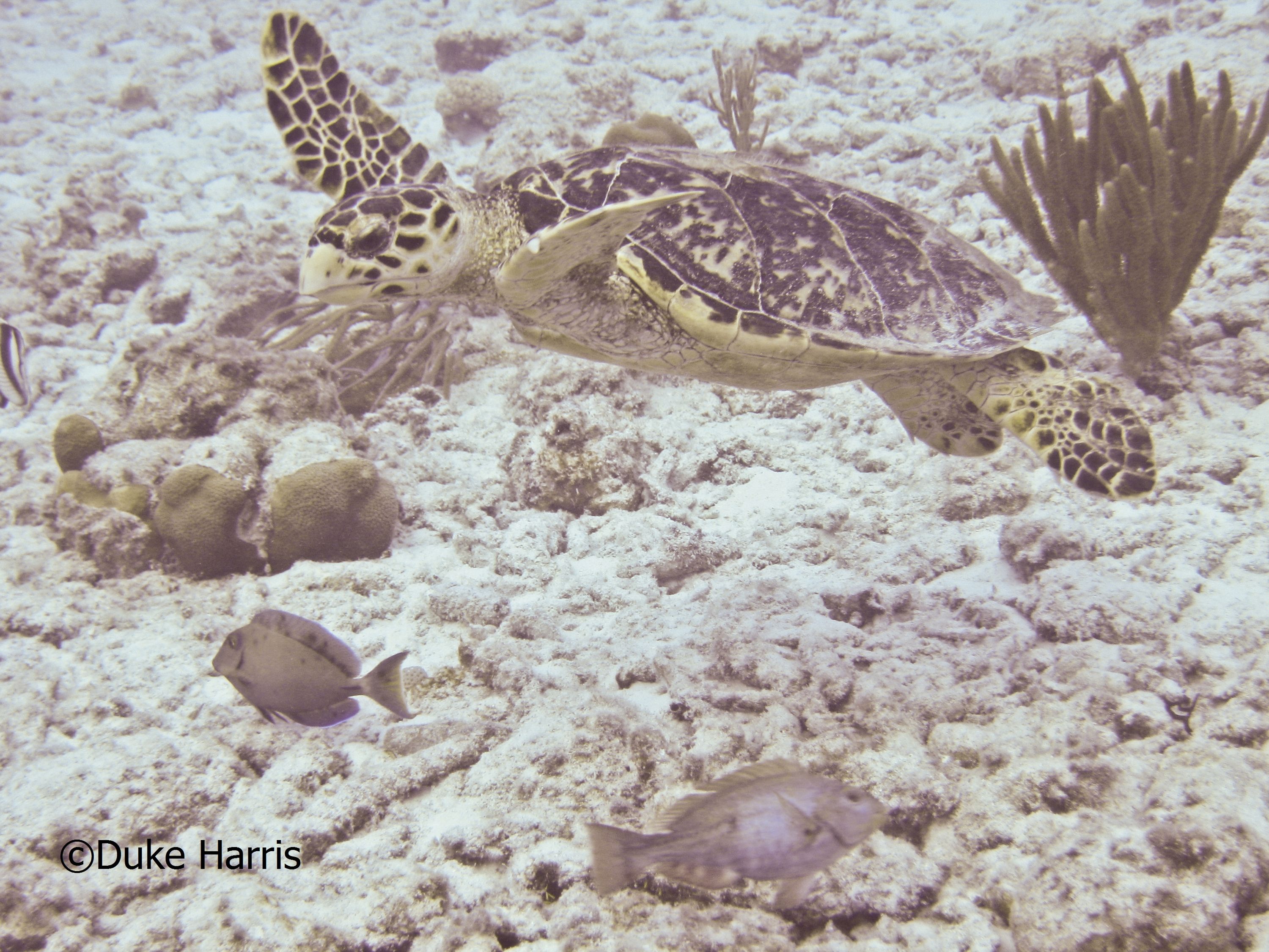 Another Bonaire Turtle