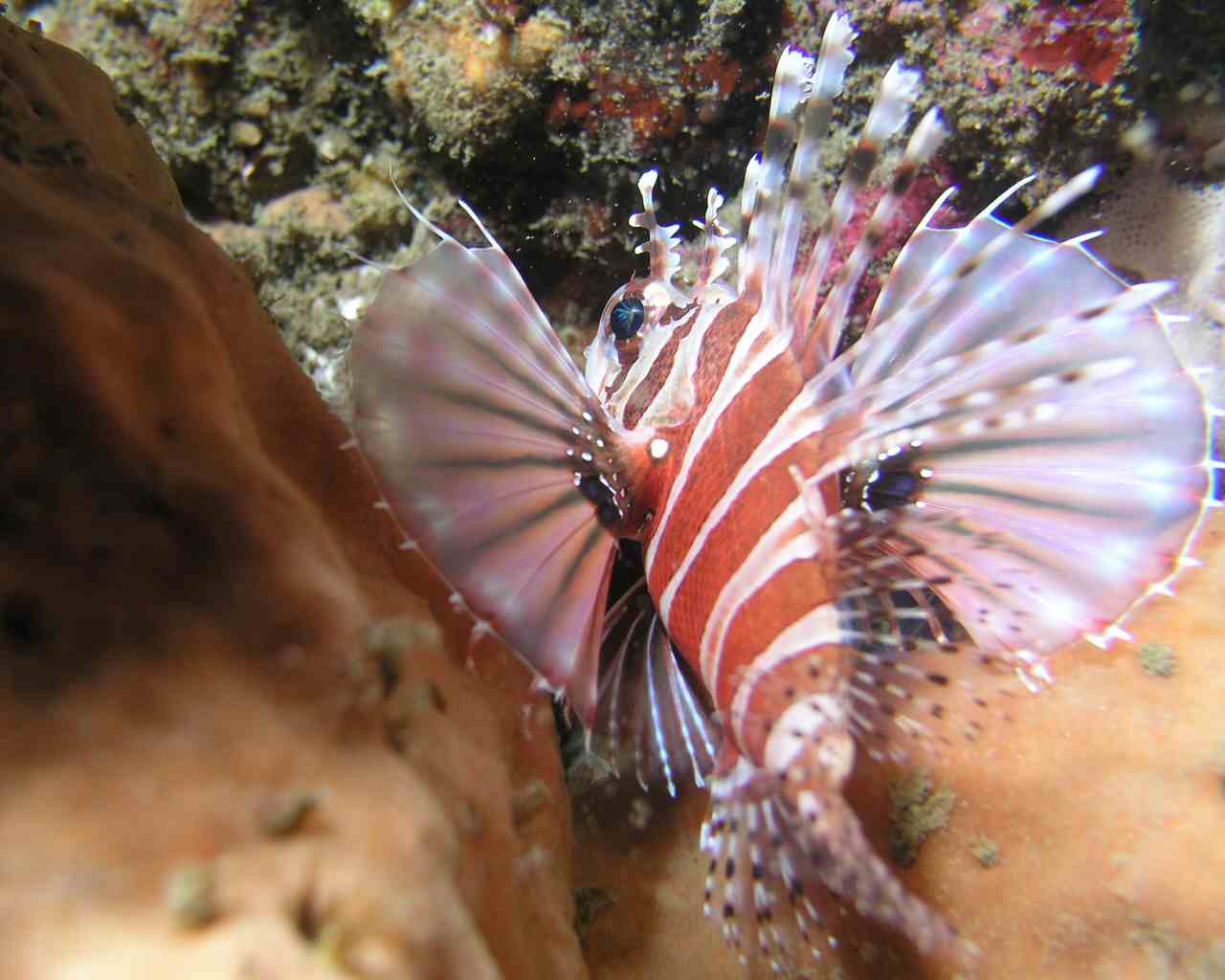 Another lionfish at Lembeh